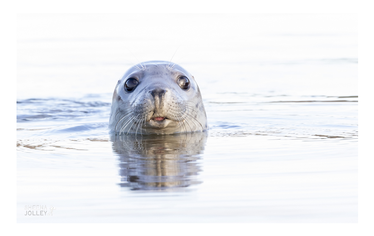 Grey Seal  mammal  female  rocks big eyes  anthropomorphic  whiskers  enticing  curious  appealing   Inishark  Island  Galway Ireland  photograph  inquisitive   endearing quality   big brown eyes  myths   legends associated with them. Inishark Island   ireland Come Away to the Waters.jpg Come Away to the Waters.jpg Come Away to the Waters.jpg Come Away to the Waters.jpg